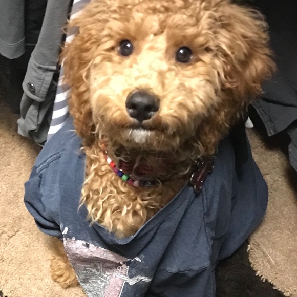 G + Ebenezer. Wonder who loves shoes more! - Picture 4 of 8